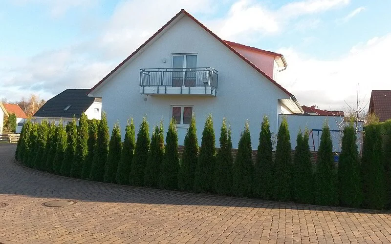 Lebensbaum Smaragd