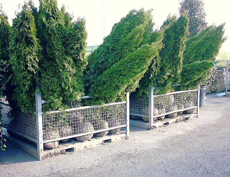 Lebensbaum Smaragd