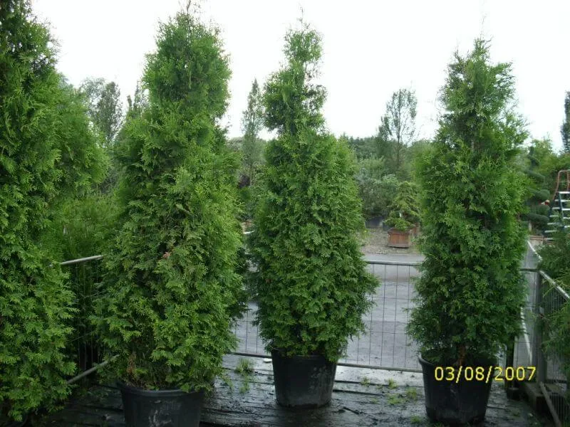 Lebensbaum Brabant