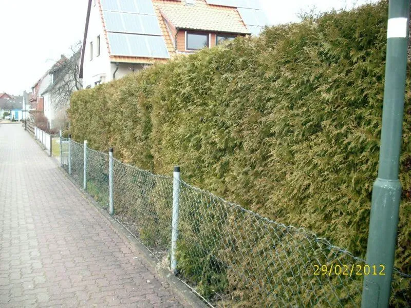 Lebensbaum Brabant