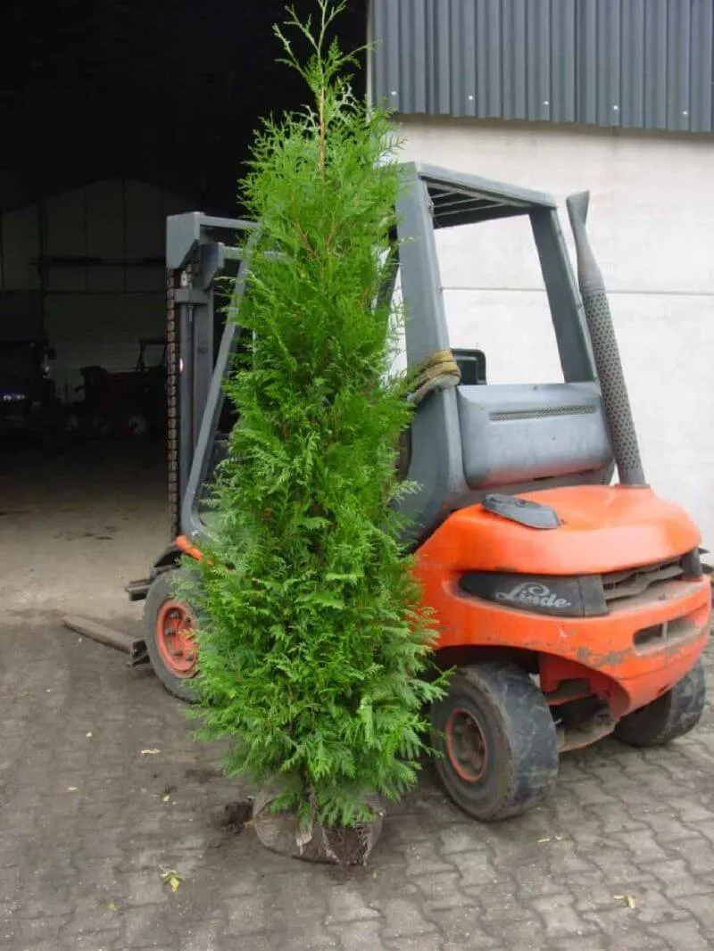 Lebensbaum Excelsa