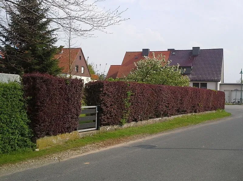 Rote Berberitzenhecke - Blutberberitze