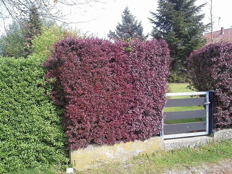 Rote Berberitzenhecke - Blutberberitze