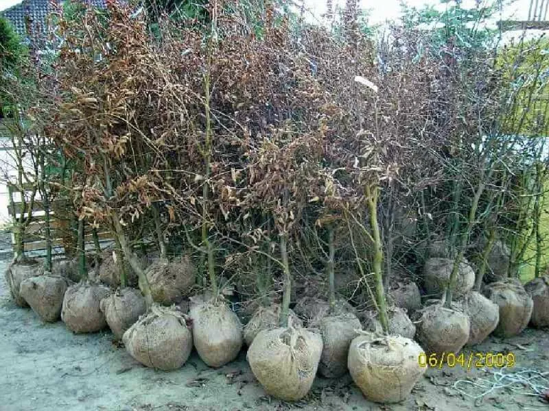 Hainbuchenhecke