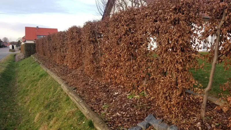 Hainbuchenhecke