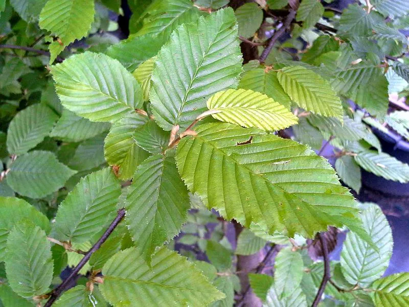 Hainbuchenhecke