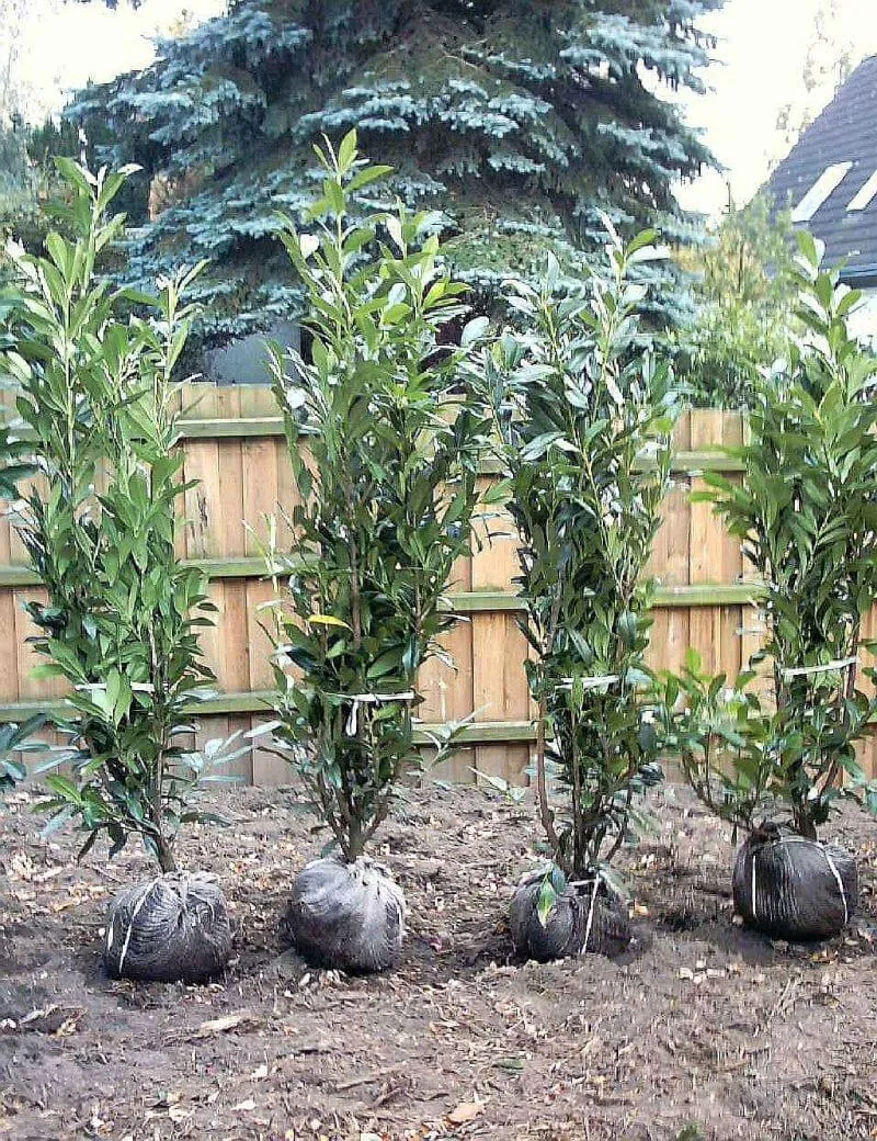 Heckenkirschlorbeer Caucasica