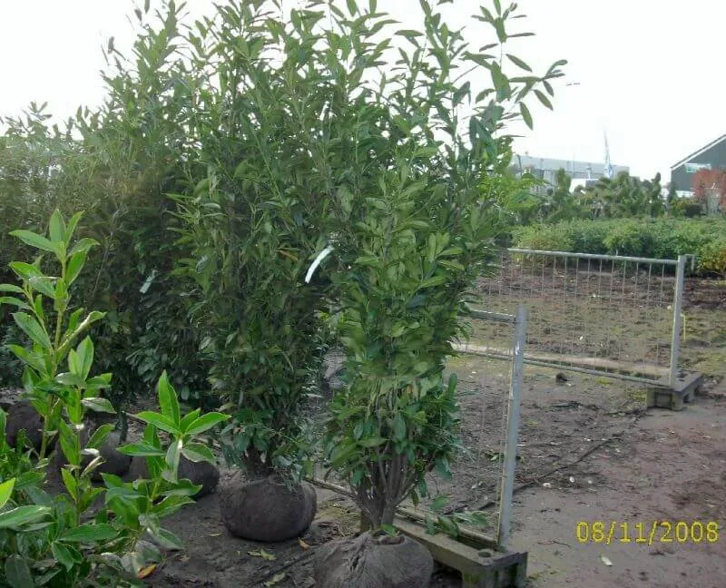 Heckenkirschlorbeer Caucasica