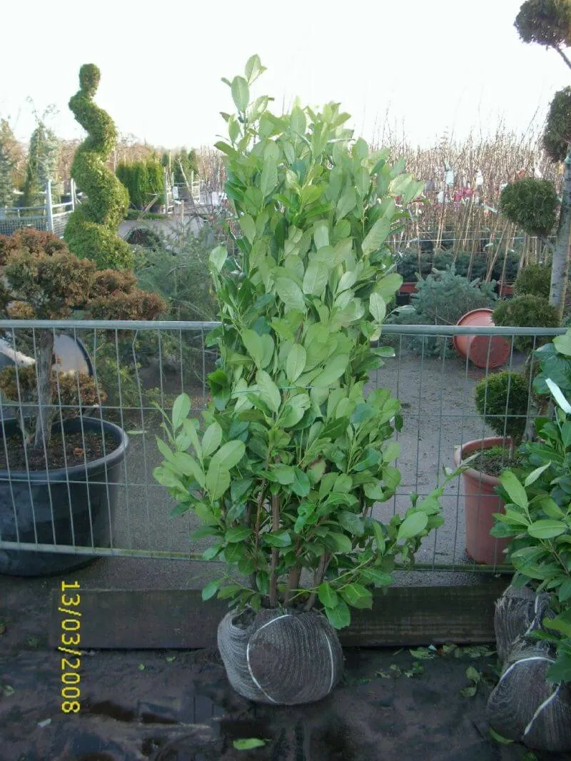 Rundblättrige Lorbeerkirsche Rotundifolia