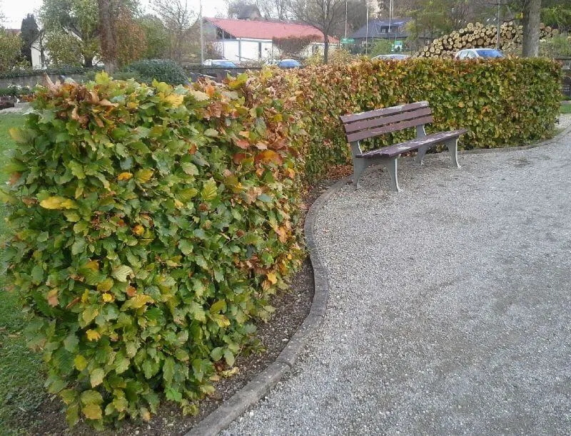 Rotbuche für Hecken