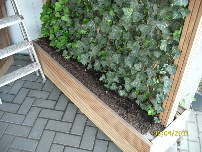 Immergrüne Fertighecke mit Efeu