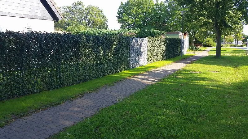Immergrüne Fertighecke mit Efeu